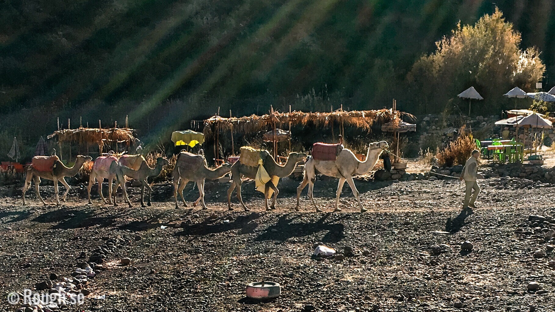Kameler i Marocko småbilder