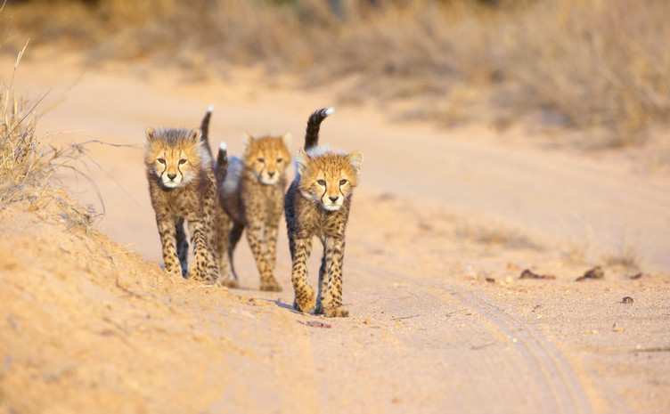 små geparder