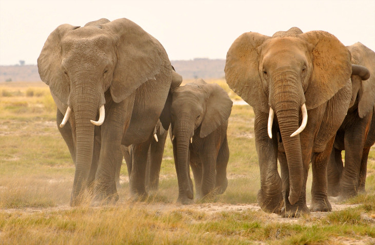 elefanter