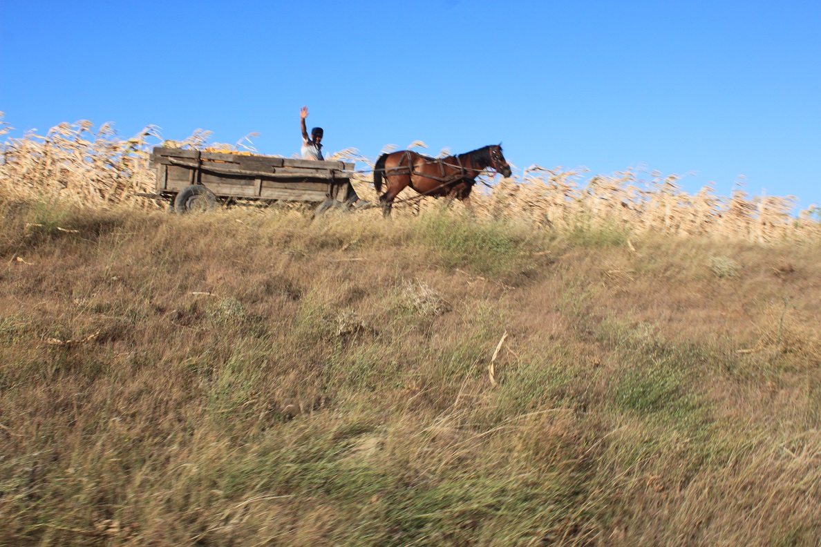 Rumänien häst och vagn